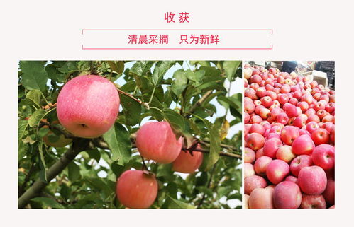 山東煙臺(tái)棲霞紅富士 當(dāng)季新鮮多汁，糖心甜脆團(tuán)購(gòu)批發(fā)一箱包郵